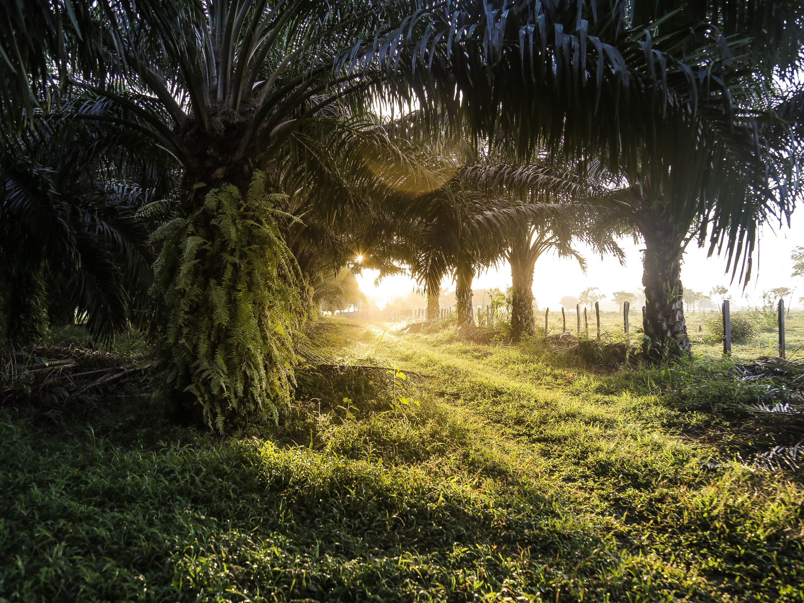 Ecometrica and FEMEXPALMA Join to Support the Sustainable Growth of Mexican Palm Oil Industry