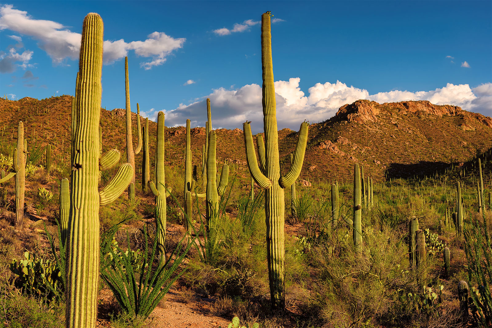 Blue Origin Has an Action Plan For a Space Capsule Landing on a Cactus