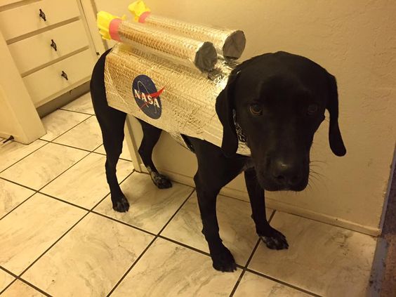 Halloween astronaut dog costume