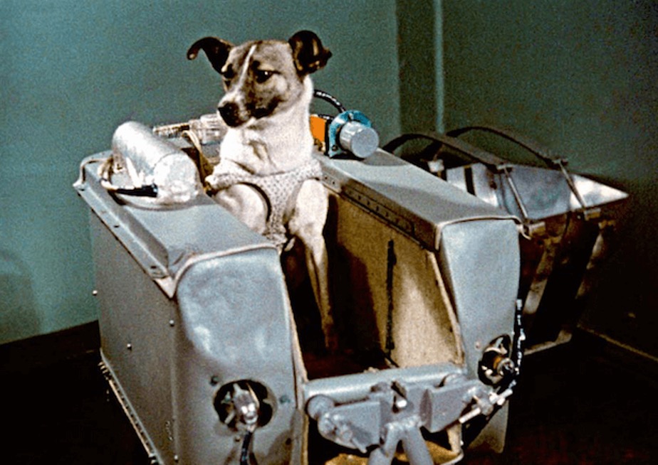 Laika - the first dog-astronaut sent to orbit