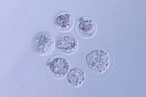 Breaking! Scientists Succeed In Growing Mouse Embryos In Space