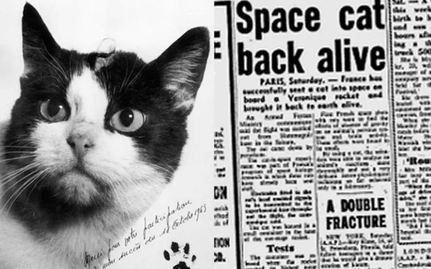 The First and Last Cat in Space: Cat Astronaut Félicette - Orbital Today