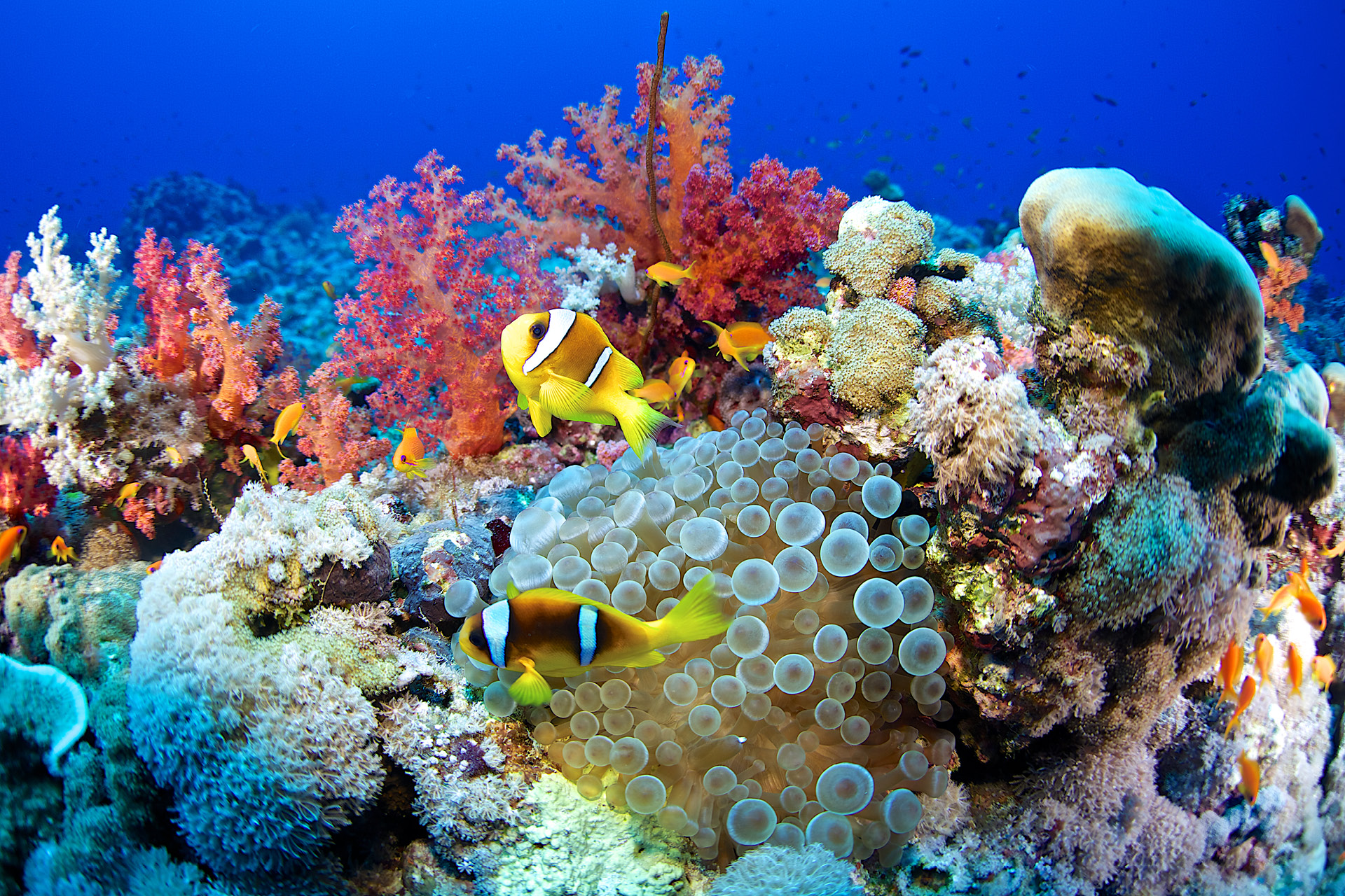 Satellite Images Discovered There Are More Coral Reef Areas Than We Thought