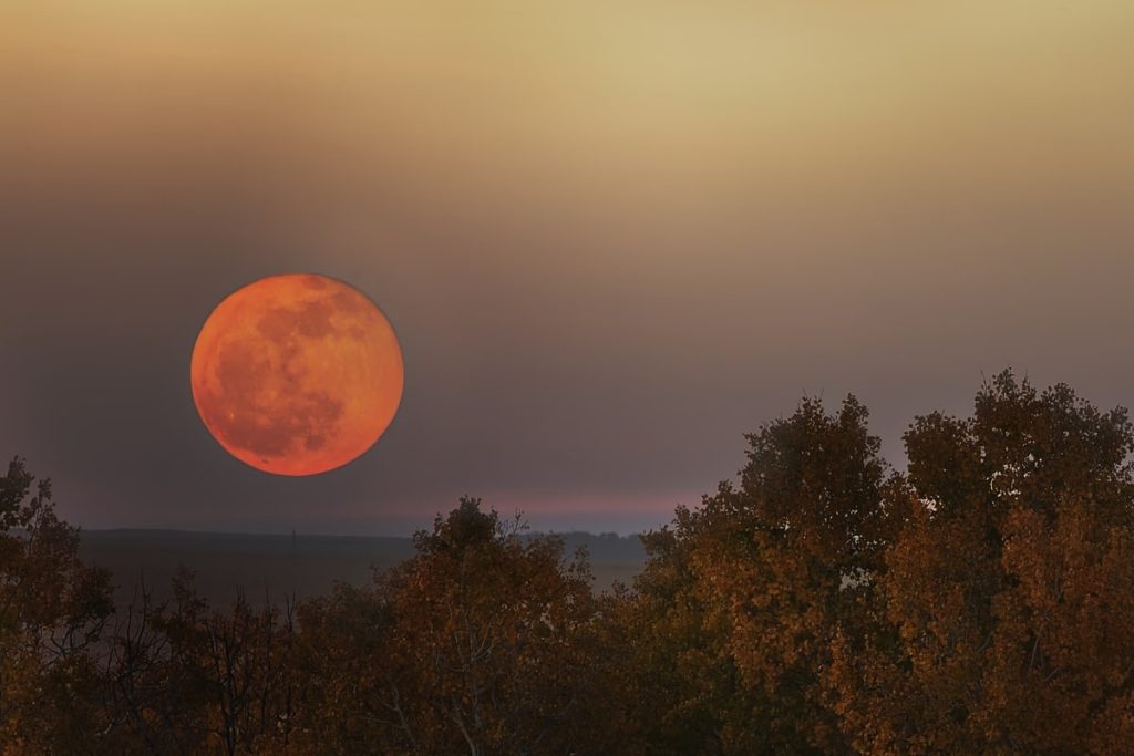 red moon over woods