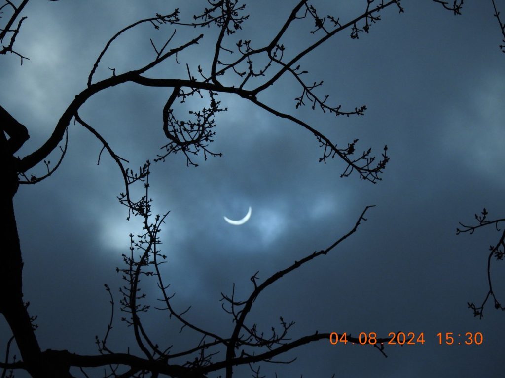 Eclipse Seen Through The Trees