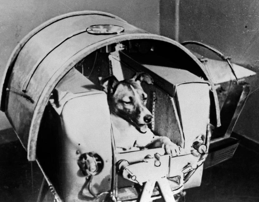 Laika astronaut dog