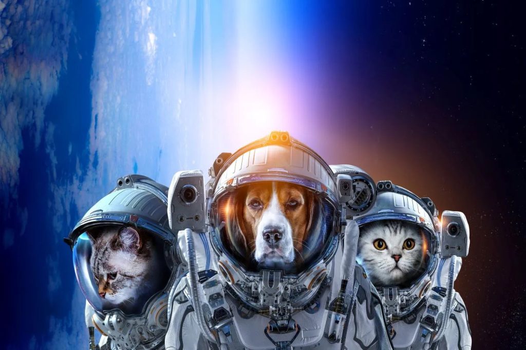 The Full History of Animals In Space