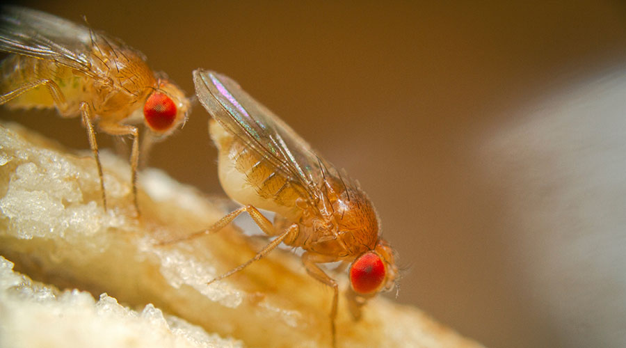 first creatures in space - fruit flies
title fruit flies
