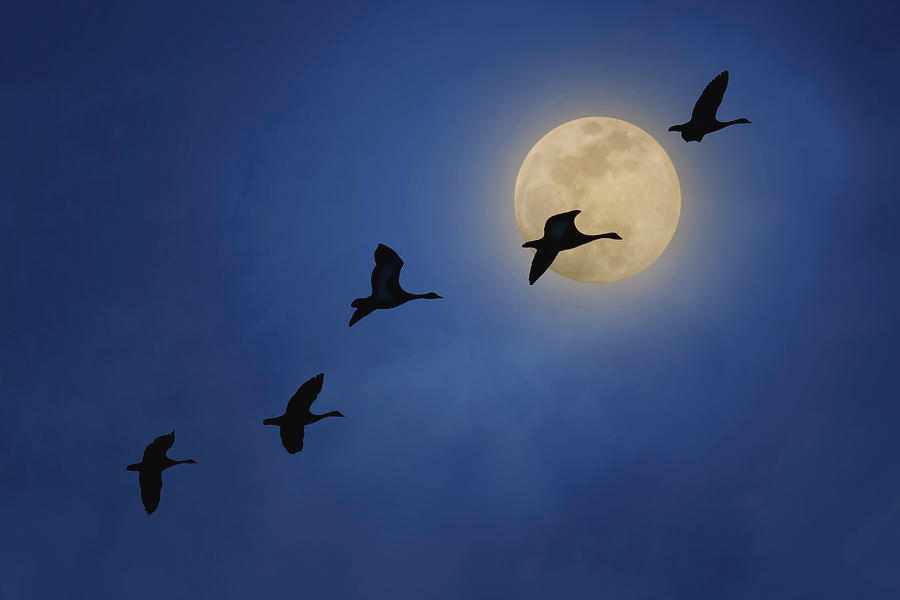 Swan Flight Moon