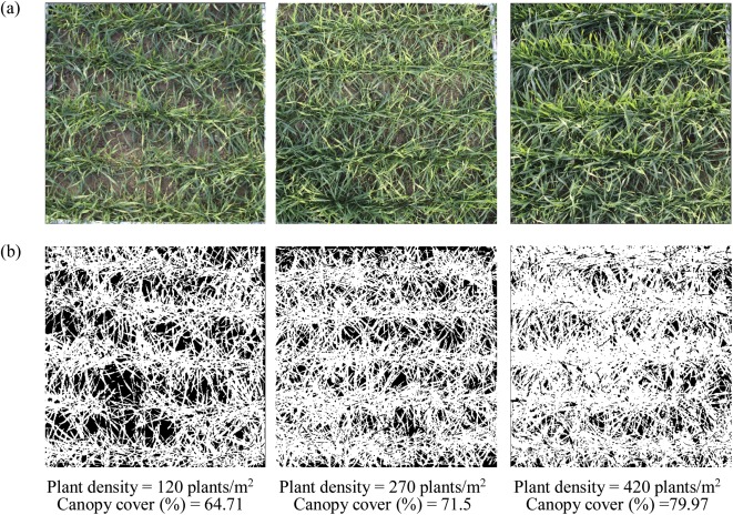 Estimating above-ground biomass of winter wheat at early growth stages