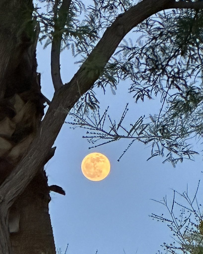 flower moon through the trees