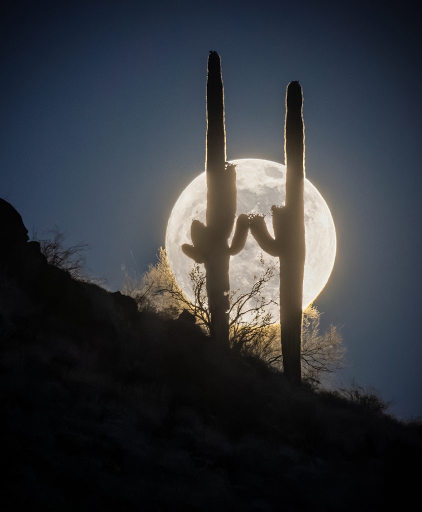 full moon and cactuses