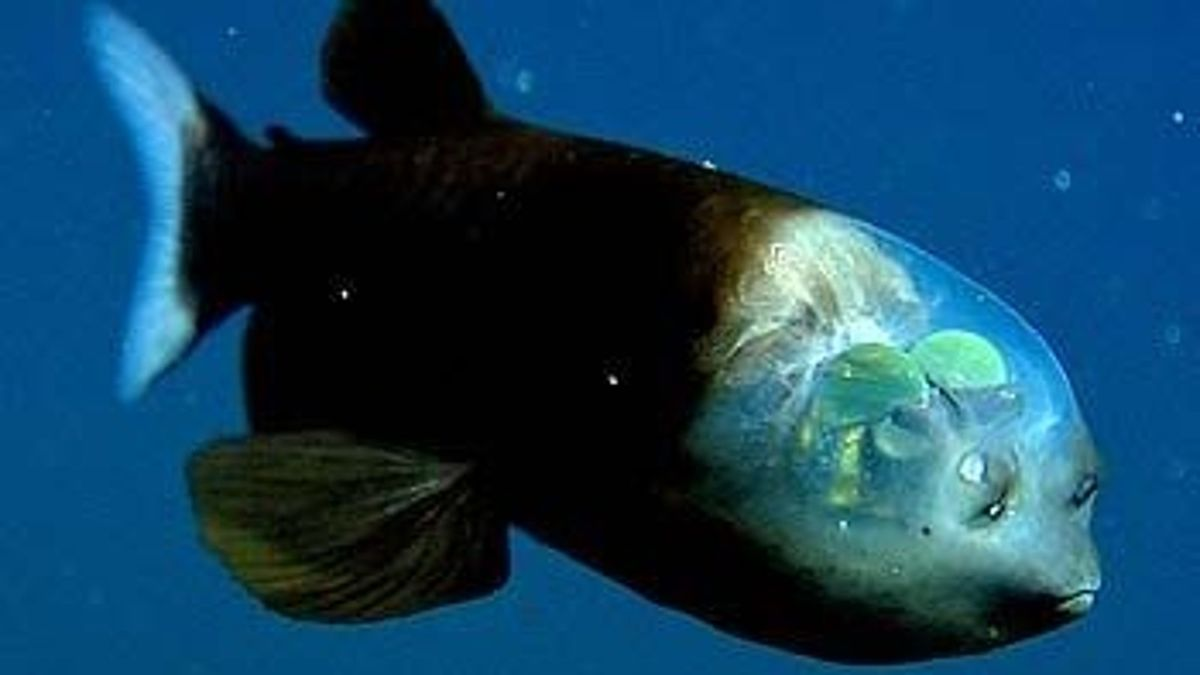 TOP 15 deep sea creatures that look like aliens: alien fish and more ...