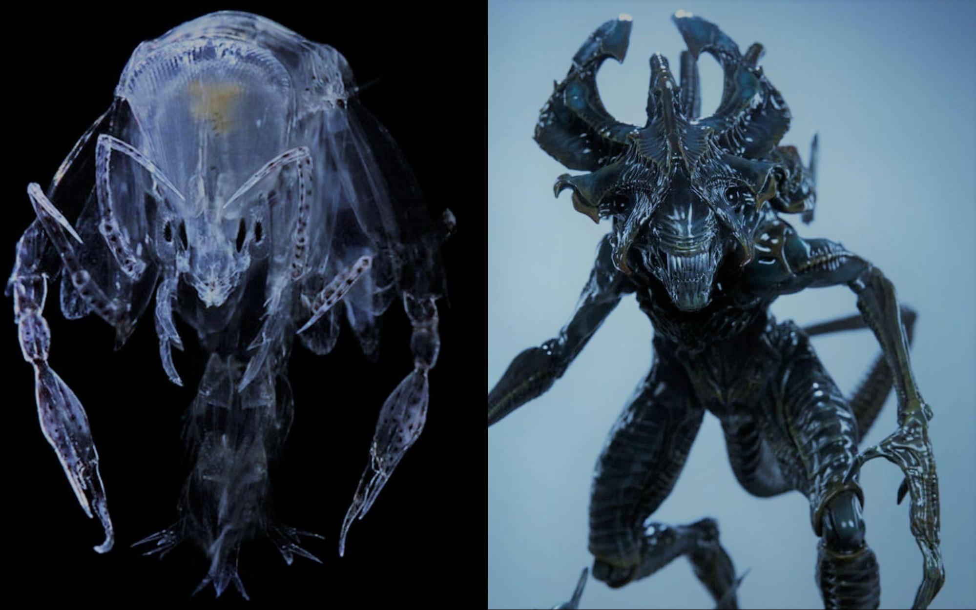 TOP 15 deep sea creatures that look like aliens: alien fish and more ...