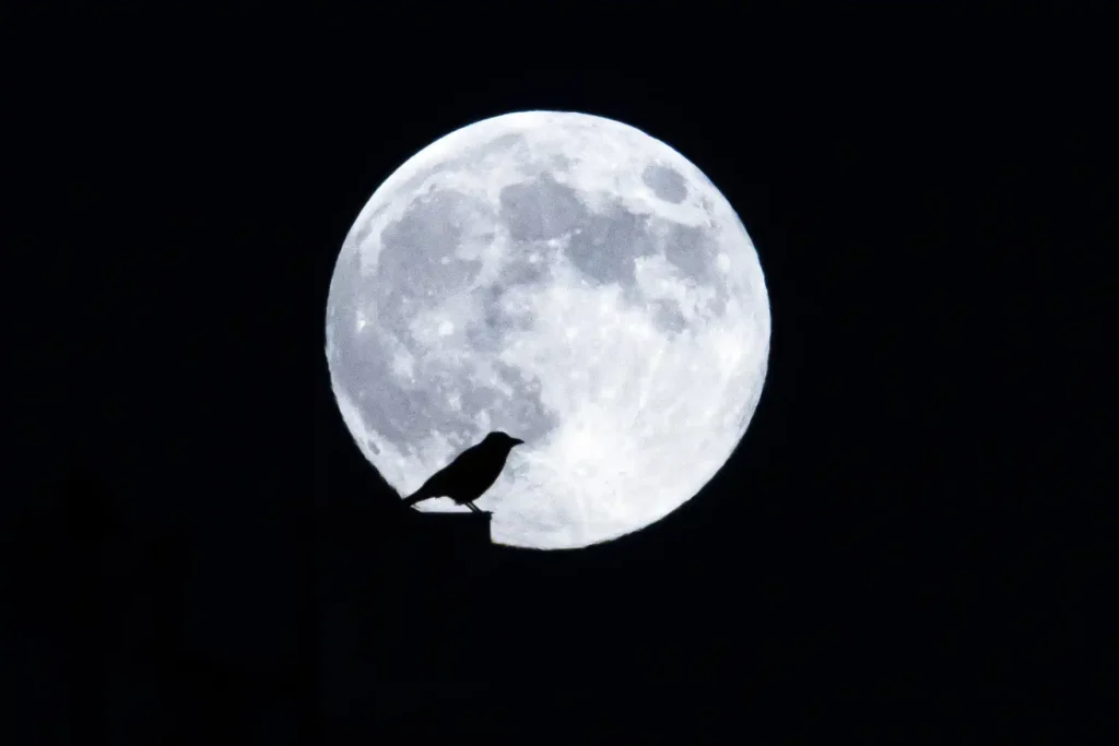 Last Supermoon Of 2024 The Beaver Moon Photos From Around the Globe Orbital Today