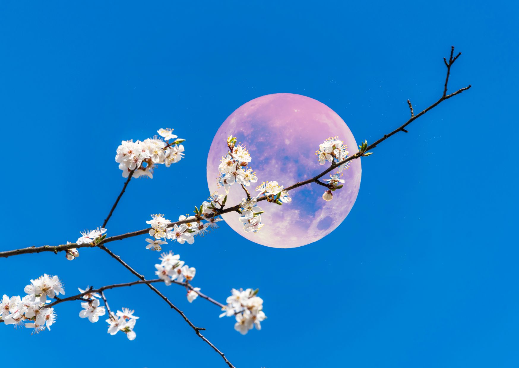 Under A May Full Moon: Celebrating The Flower Moon Under A May Full Moon: Celebrating The Flower Moon
