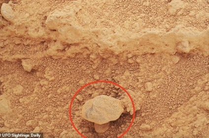 mushroom on mars?